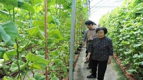 吃瓜心声真千金有秘密免费,真千金背后的惊人秘密大公开  第3张